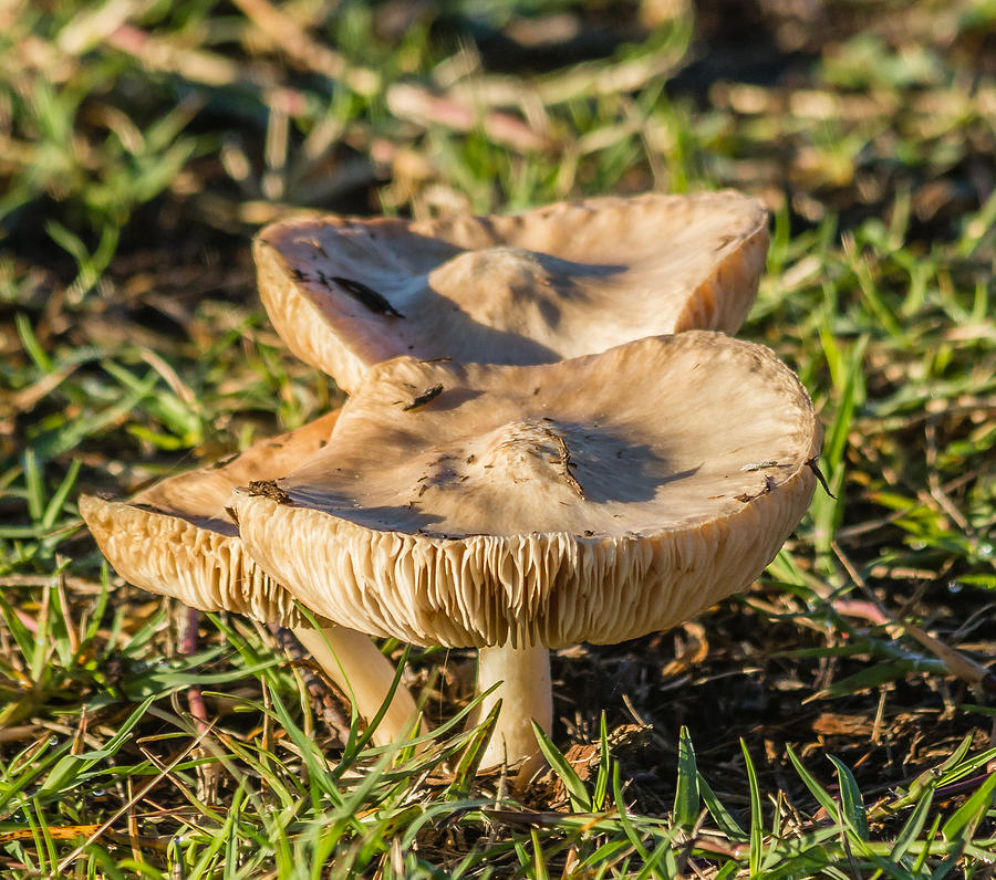 Mushrooms Photograph by Jane Luxton