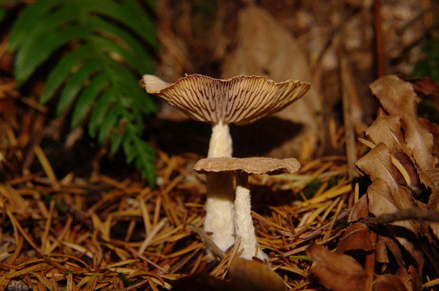 Mushrooms Photograph by Jeff Swan