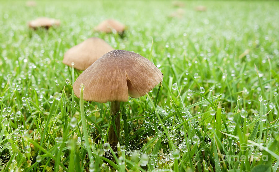 Mushrooms Photograph by Jim Orr