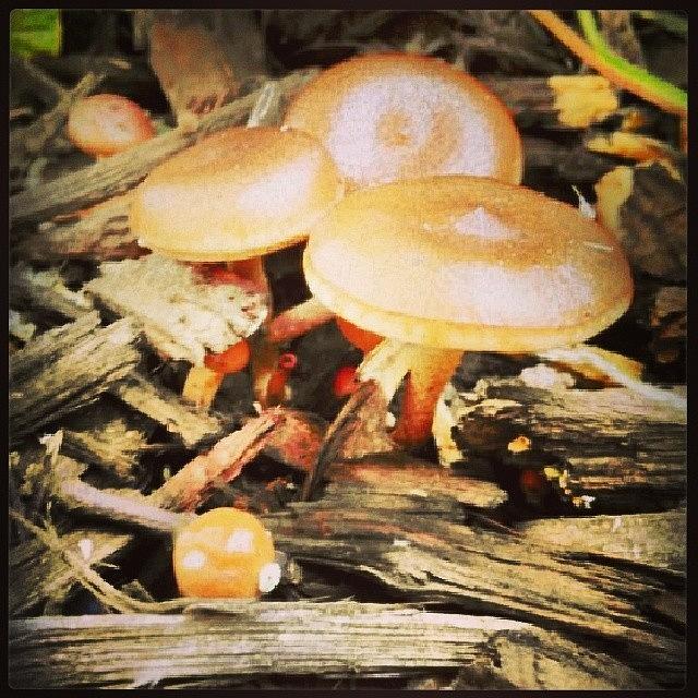 Wildlife Photograph - Mushrooms  by Kobes Photography