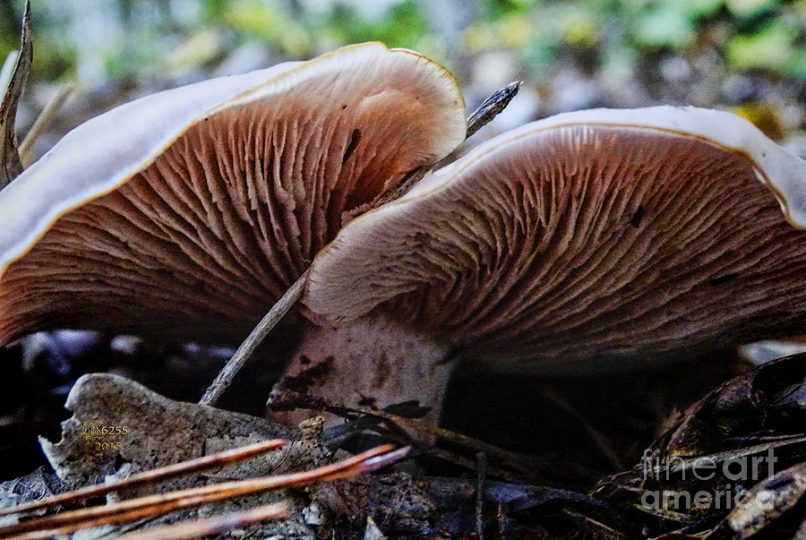 Mushrooms Photograph by Melissa Messick