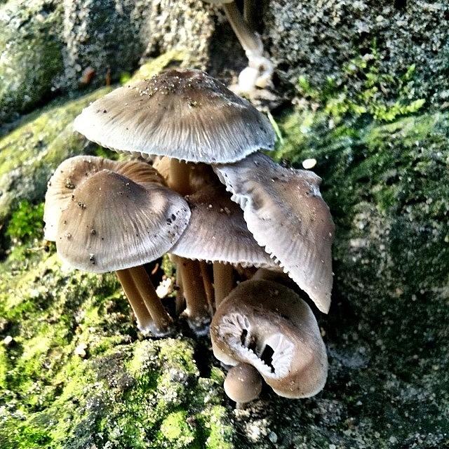 Mushroom Photograph - Mushrooms #mushrooms #woodland #moss by Jo Gordon 
