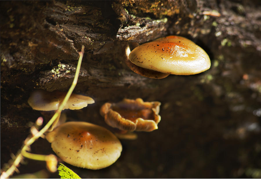 Mushrooms No 1 Photograph by Belinda Greb