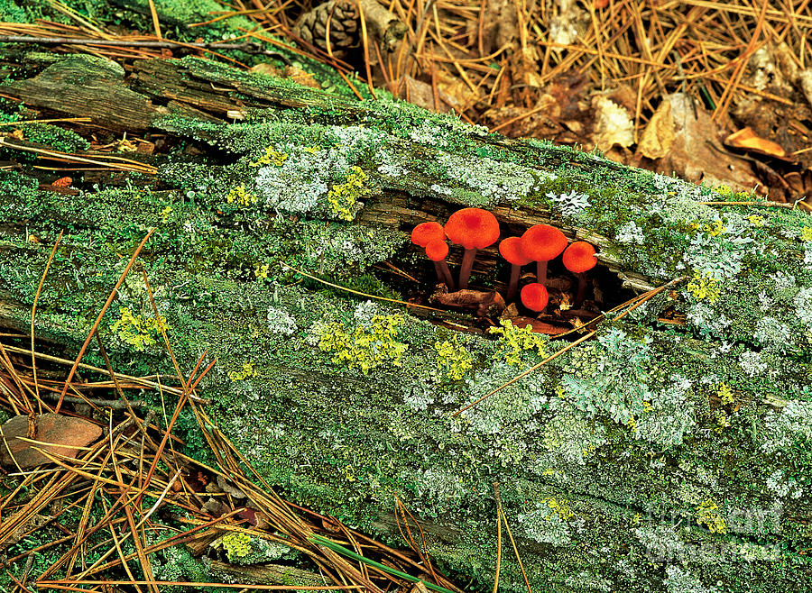 Mushroom Photograph - Mushrooms On A Log by Stephen J. Krasemann