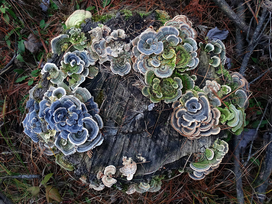 Mushrooms on a Tree Stump Photograph by David T Wilkinson