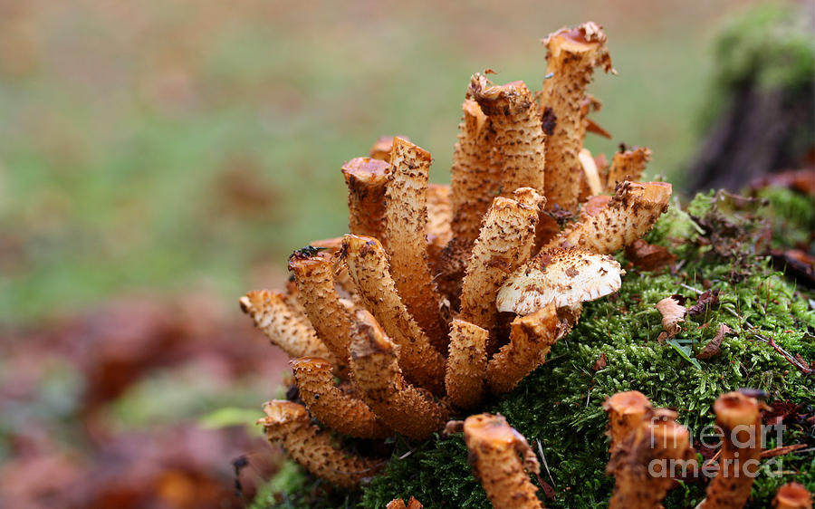 Mushroom Photograph - Mushrooms On A Tree Stump by Jolanta Meskauskiene