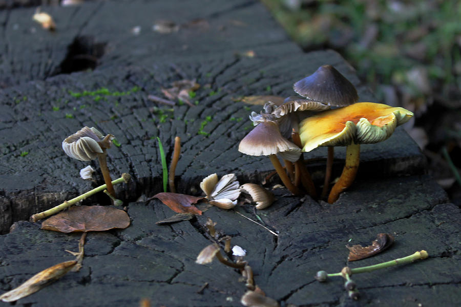 Mushrooms on a Wall  Photograph by Tony Murtagh