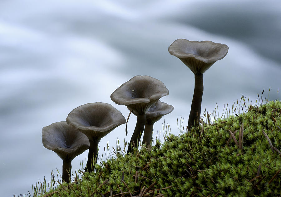 Mushrooms on Moss Photograph by Betty Depee