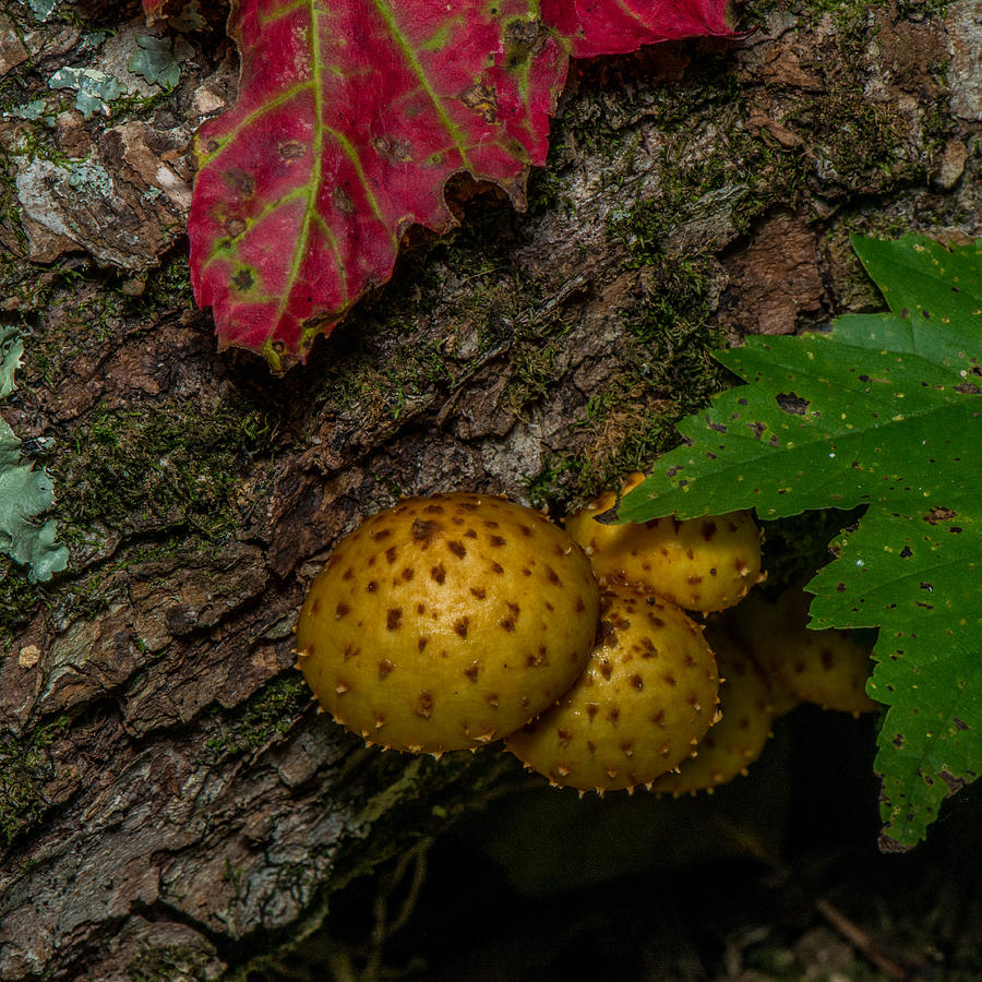 Mushrooms On The Forest Floor Photograph by Paul Freidlund