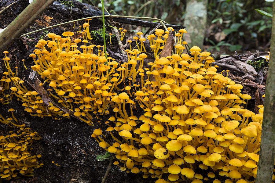 Mushrooms On Tree Trunk Panguana Nature Photograph by Konrad Wothe