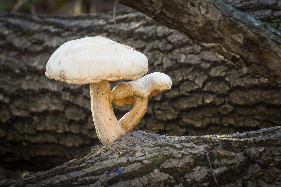 Mushroom Photograph - Mushrooms On Wood by Bill Pevlor