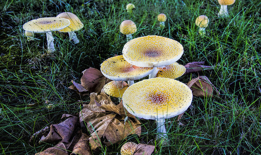 Mushrooms Photograph by Pat Cook