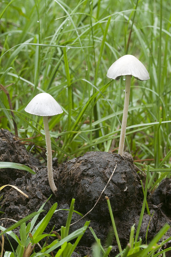 Mushrooms Photograph by Robert Camp