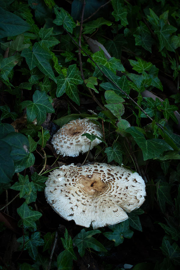 Mushrooms Photograph by Roger Mullenhour