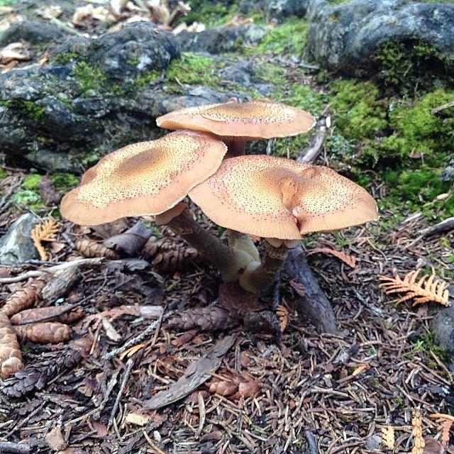 Fall Photograph - #mushrooms #tobermory #ontario #hike by Samantha Kemp