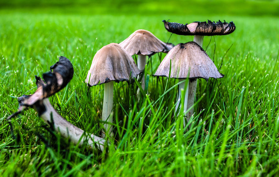 Mushrooms Photograph by Tommy Farnsworth