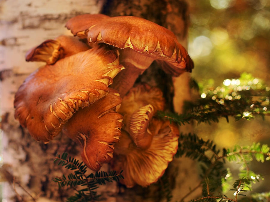 Mushrooms Photograph - Mushrooms Untitled 2754 by Damon Clarke