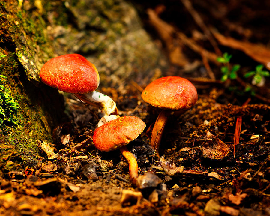Mushrooms Photograph by Walt Sterneman