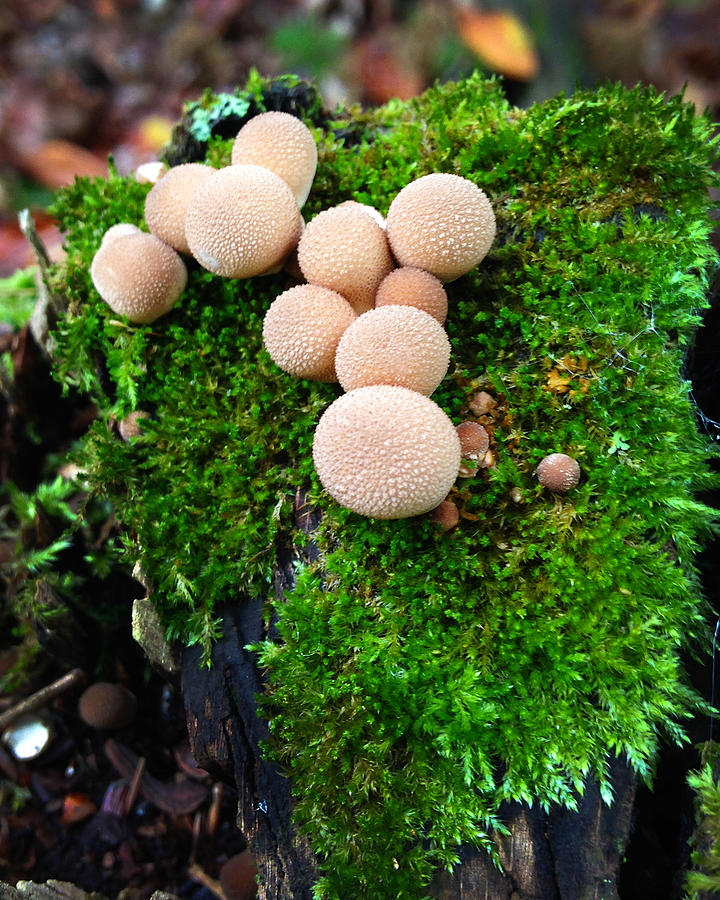 Mushroom Photograph - Mushrooms9 by Jeff Klingler