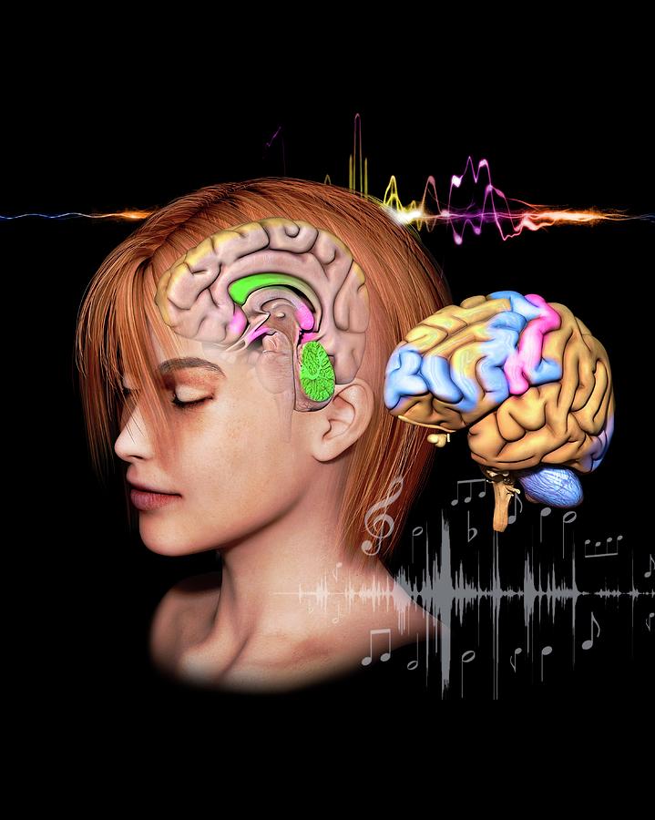 Music And The Human Brain Photograph by Jose Antonio Penas/science Photo Library