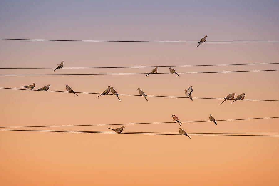 Bird Photograph - Music Of Light by John Fan