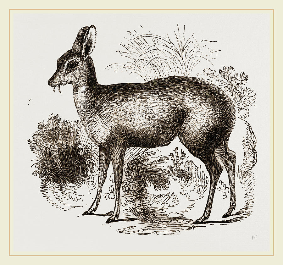 Musk Deer Stock Illustration  Download Image Now  Animal Clip Art Cut  Out  iStock