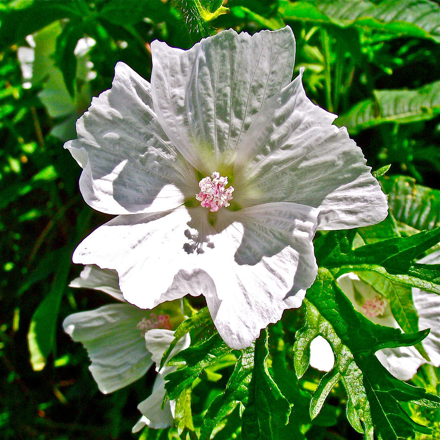 Musk Mallow along Trail to Cap Gaspe in Forillon National Park, Quebec, Canada Photograph by Ruth Hager