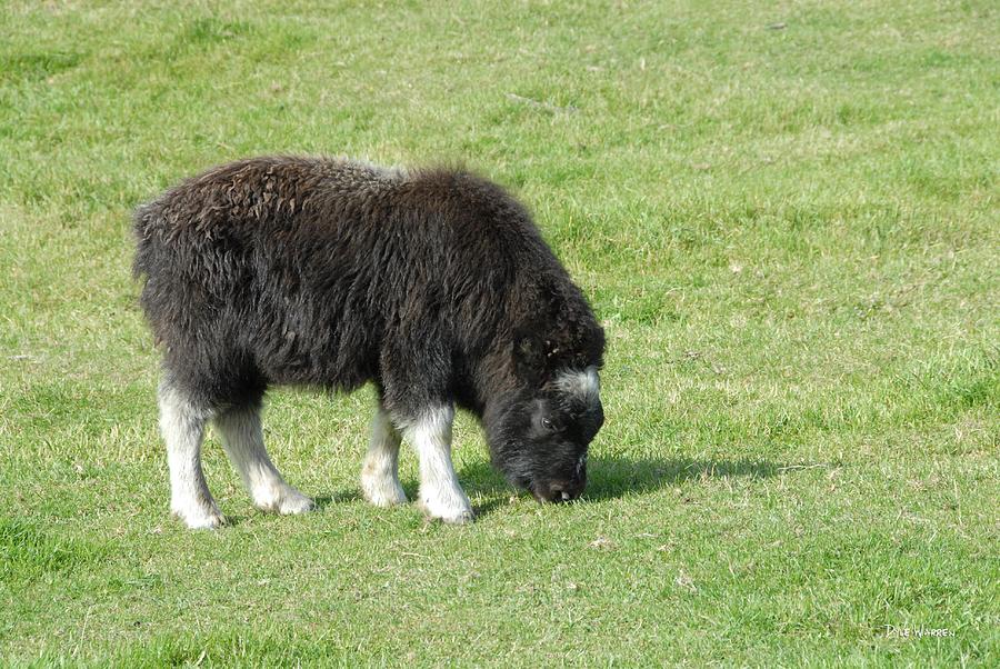 Musk Ox Baby Photograph by Dyle   Warren