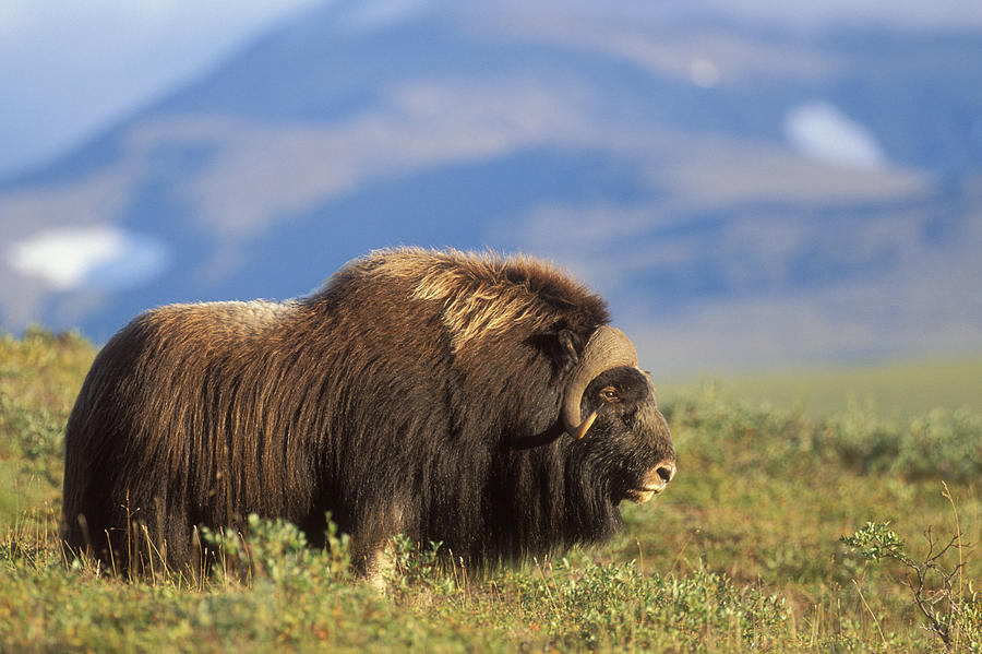 Musk Ox Bull Standing On Tundra In Late Photograph By Milo Burcham ...