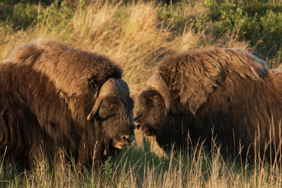 Musk Ox Bulls Photograph by Ken Archer - Fine Art America