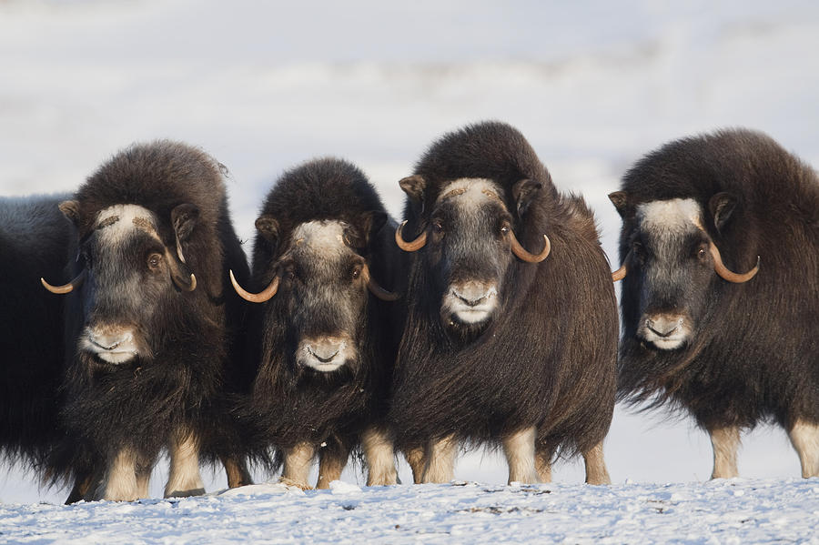Wildlife Photograph - Musk-ox Cows In A Defensive Lineup by Milo Burcham