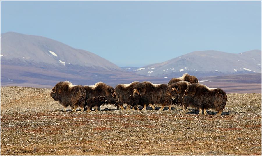 Musk Ox Family Photograph