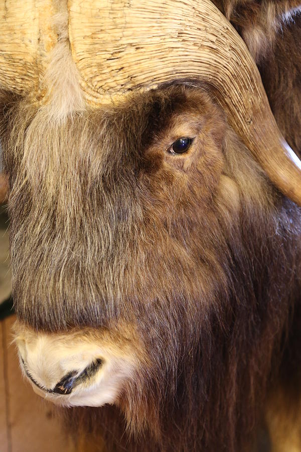 Face Photograph - Single Eye of Musk Ox by Michael Riley
