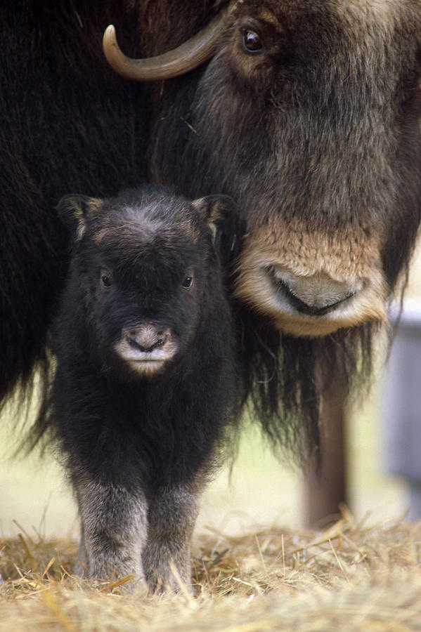Wildlife Photograph - Musk Ox Mom by Doug Lindstrand