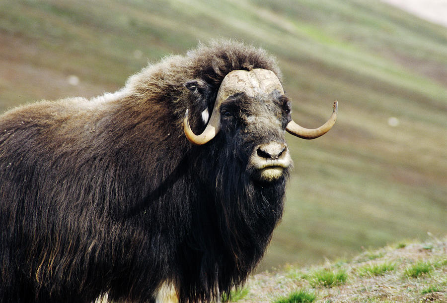 Musk Ox Photograph by Simon Fraser/science Photo Library