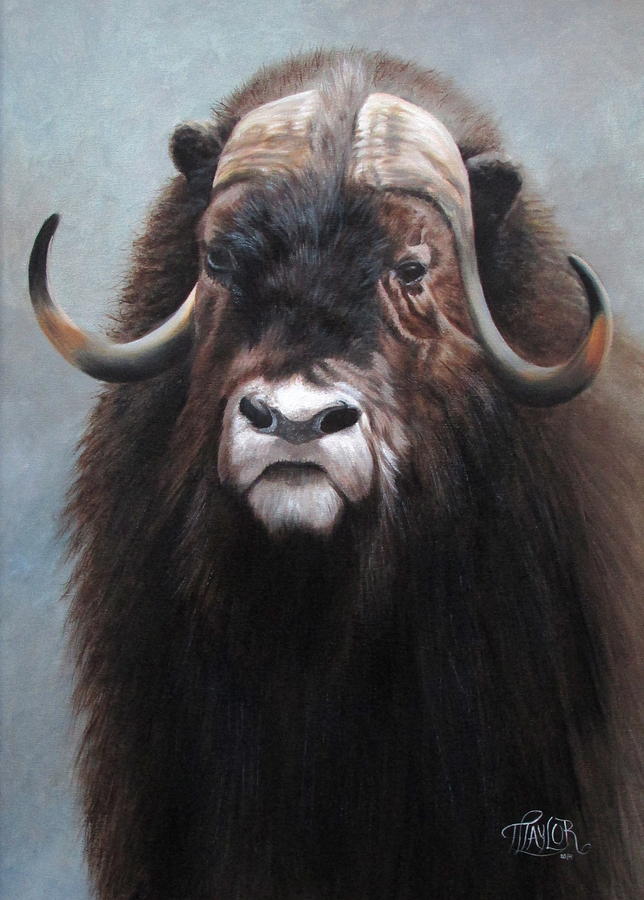 Musk Ox Painting by Tammy Taylor