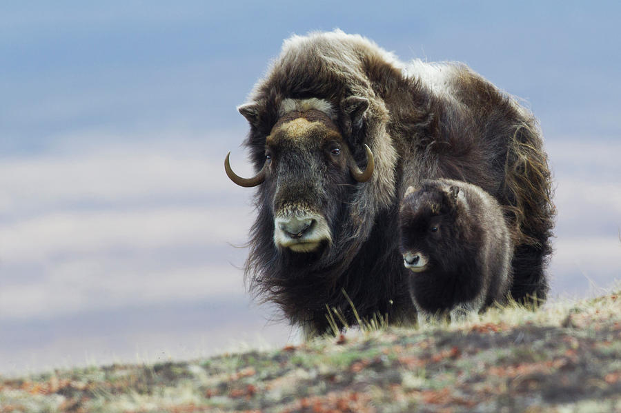 Wildlife Photograph - Musk Ox With Calf by Ken Archer