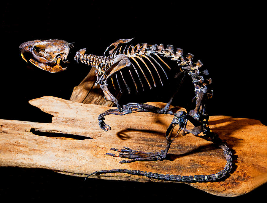 Musk Rat Fossil Photograph by Millard H. Sharp