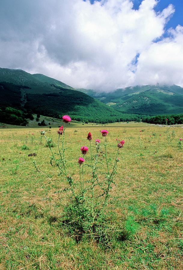 Musk Thistle (carduus Nutans Macrolepis) Photograph by Science Photo Library Musk Thistle (carduus Nutans Macrolepis) Photograph by Science Photo Library
