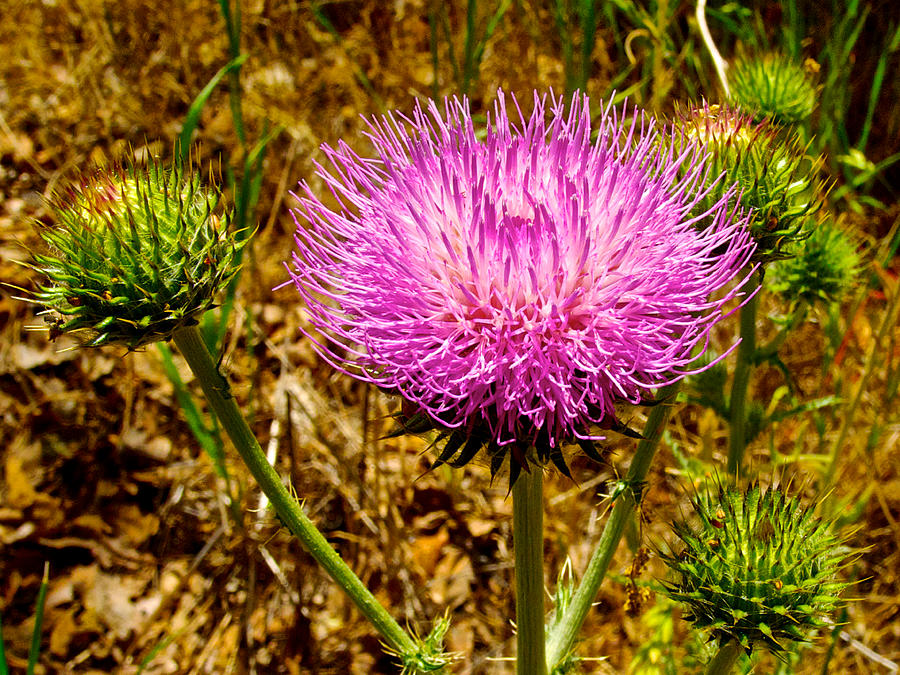 Musk Thistle in Park Sierra, California Photograph by Ruth Hager