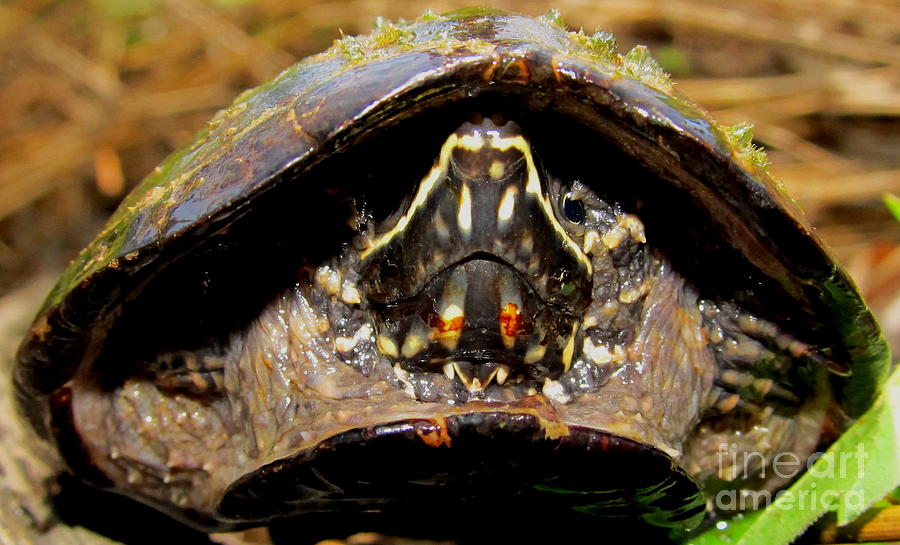 Musk Turtle Macro Photograph by Joshua Bales