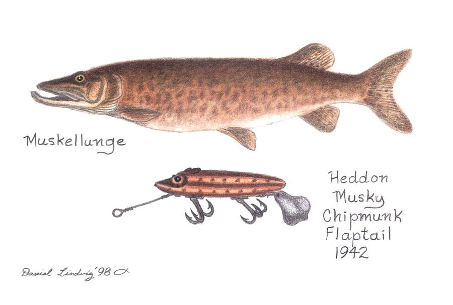 Muskellunge and Heddon Musky Chipmunk Flaptail Lure 1942 Drawing by Daniel  Lindvig - Fine Art America