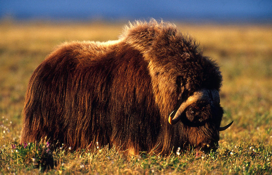Muskox Bull, Arctic National Wildlife Photograph by Thomas And Pat Leeson