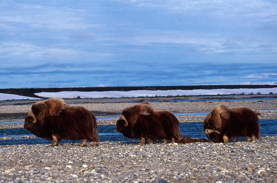 Muskox Bulls, Arctic Nwr, Alaska Photograph by Thomas And Pat Leeson