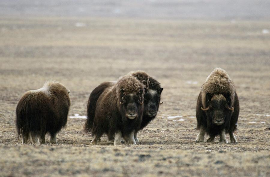 Muskox Herd Photograph by Louise Murray/science Photo Library - Fine ...