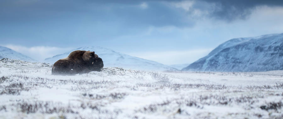 Muskox In A Winter Landscape , Sitting Photograph by Raffi Maghdessian Muskox In A Winter Landscape , Sitting Photograph by Raffi Maghdessian