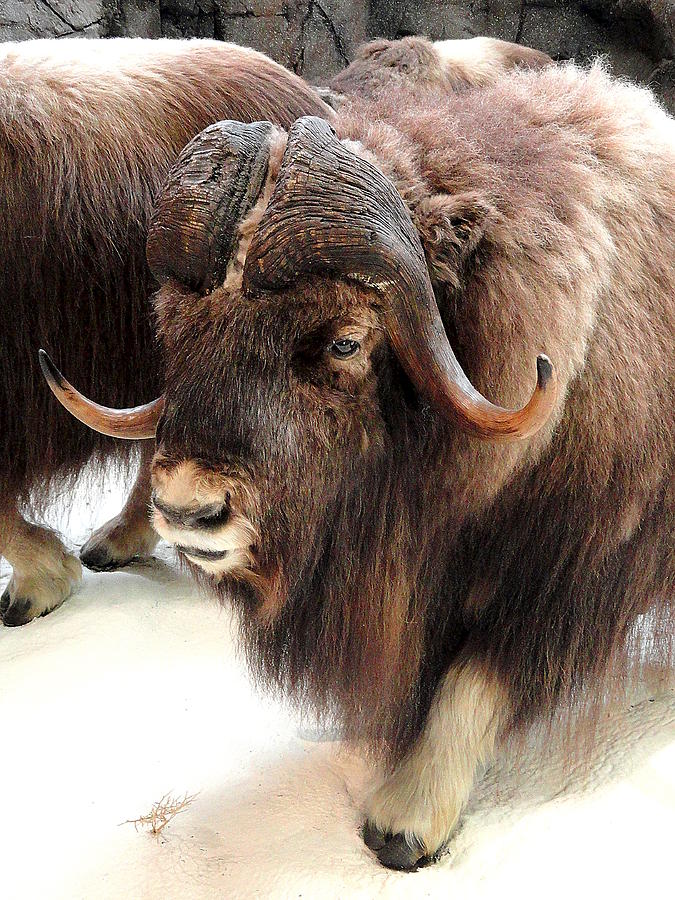 Muskox Photograph by Mary Beth Landis