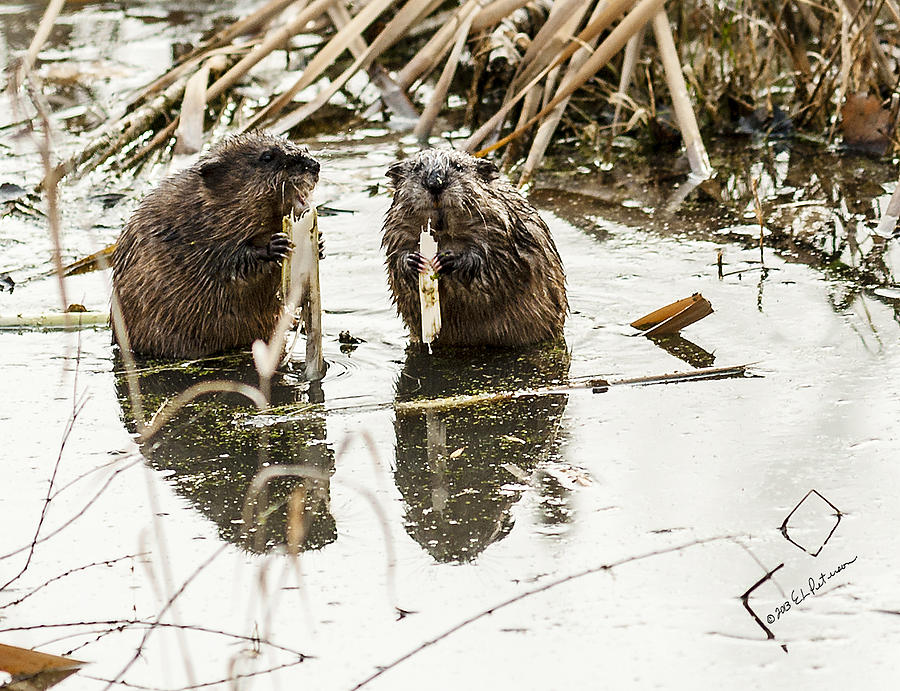 Muskrat Date Photograph by Ed Peterson