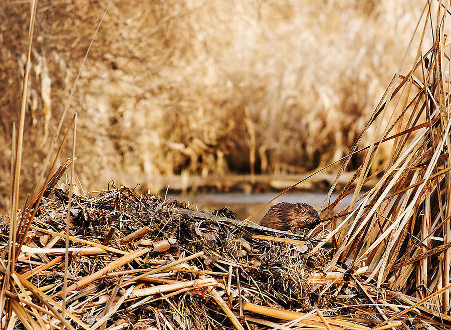 Muskrat Home Repair Photograph by Ed Peterson
