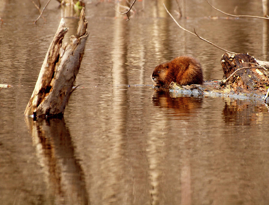 Muskrat In Flooded Waters Photograph by Thomas Young